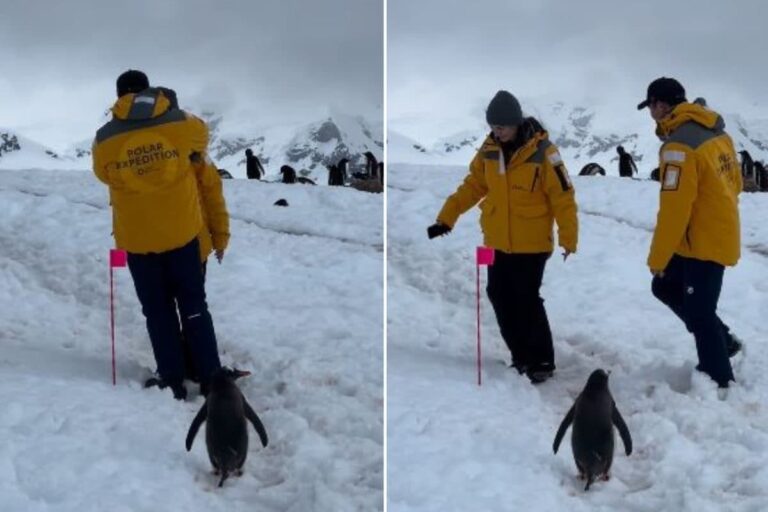 पेंगुइन के रास्ते में खड़ा था कपल, पक्षी ने जो किया, वो देख हैरान हुए लोग, 15 करोड़ व्यूज के साथ वीडियो वायरल