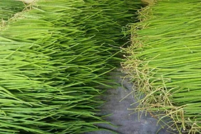 Earn money 2 lakh per month from Sahjan Farming know Learn what to do details here varpat