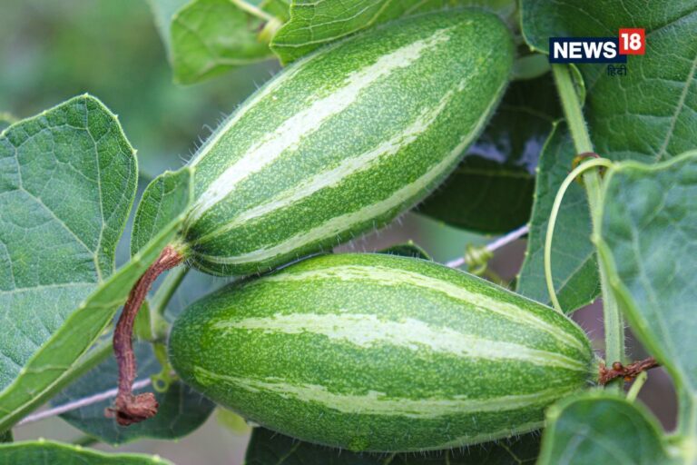 परवल को इंग्लिश में क्या कहते हैं – News18 हिंदी