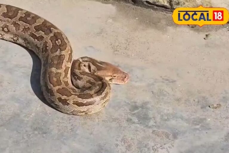 10 feet long python was seen crossing road in Ambala boys did rescue late night forest department will prepare to release in forest