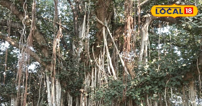 Aurangabad 500 year old Bargad in Bihar gets heritage tree status
